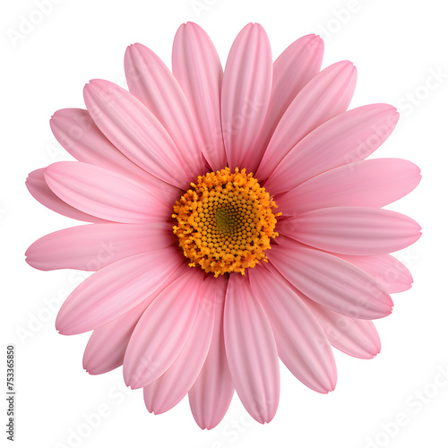 Beautiful pink gerbera flower isolated on white and transparent background