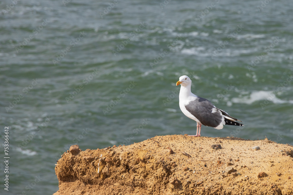 Seagull on a rock overlooking the ocean Seagull on a rock overlooking the ocean