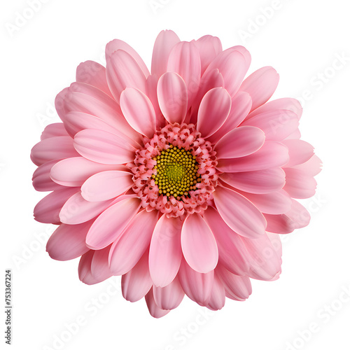 Beautiful pink gerbera flower isolated on white and transparent background © SHOHIDGraphics