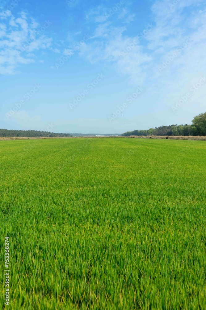 Rice fields plantations landscape located on Carrasqueira village, Comporta Portugal