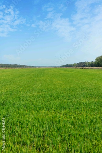Rice fields plantations landscape located on Carrasqueira village, Comporta Portugal photo