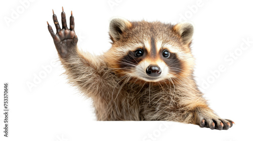 An adorable raccoon raises its paw as if waving hello  highlighting its playful nature and detailed fur texture