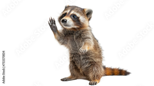 Captivating image of a friendly raccoon standing upright on two legs, with hands up as if waving, isolated on a white background photo