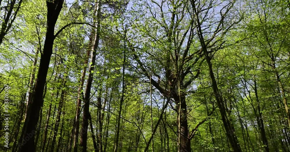 trees with the first foliage in the forest in the spring season, the first foliage on trees in the spring season trees with the first foliage in the forest in the spring season, the first foliage on trees in the spring season