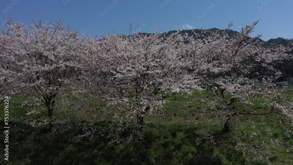 Cherry blossom, Drone, Japanese landscape. Cherry blossom, Drone, Japanese landscape.
