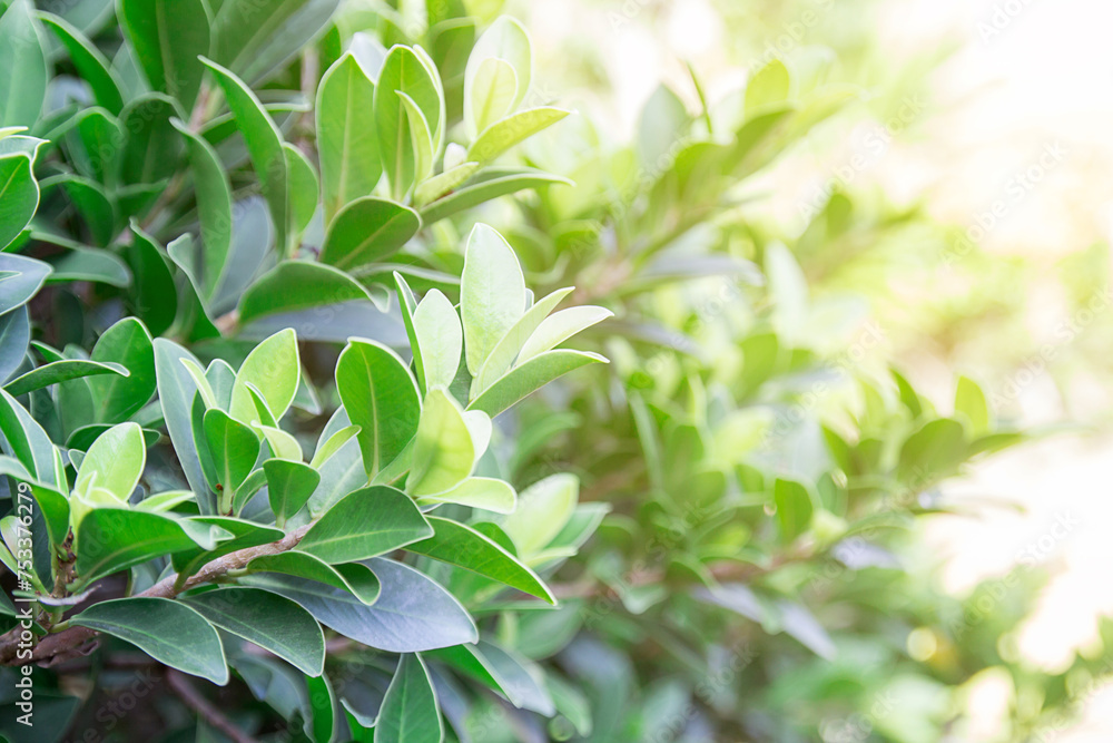 Tropical fresh leaves background in the garden Tropical fresh leaves background in the garden