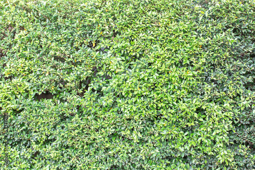 Wallpaper Mural  Green leaves wall texture in autumn Torontodigital.ca
