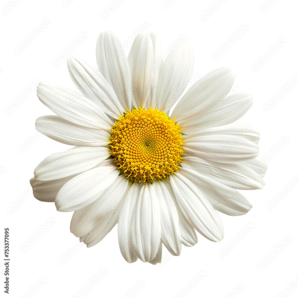 A beautiful white daisy flower with a yellow center center on an isolated background