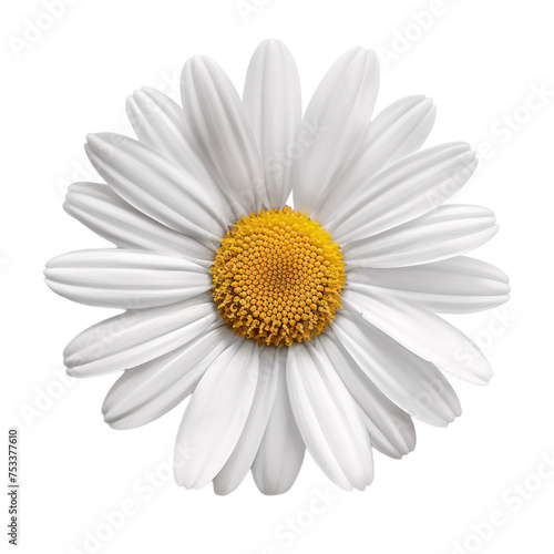 A beautiful white marguerite flower top view on an isolated background