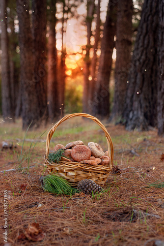 Sunset in a pine forest. Full Basket of wild mushroom standing on a ground.