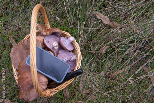 Hunting for a right mushroom with a new phone