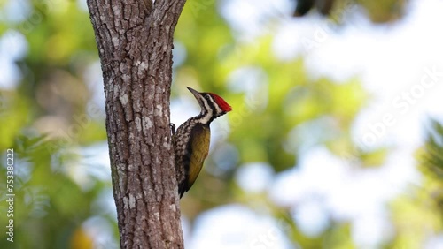 Nature wildlife common flameback woodpecker drilling bark tree finding food like insect in nature photo