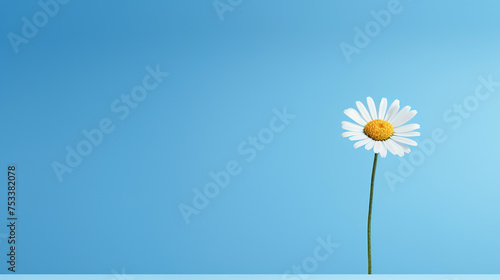 daisy on blue background