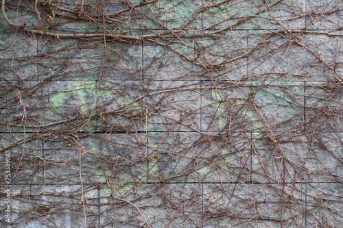 A close-up view of an old wall overgrown with a climbing bush. Background for various uses.