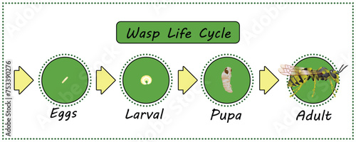 Wasp Life Cycle vector for agriculture,education,Science,Graphic design,Artwork.