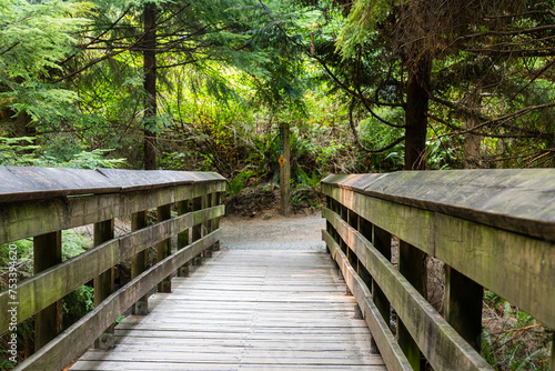 pedestrian bridge in summer forest in the Canadian park with green trees
