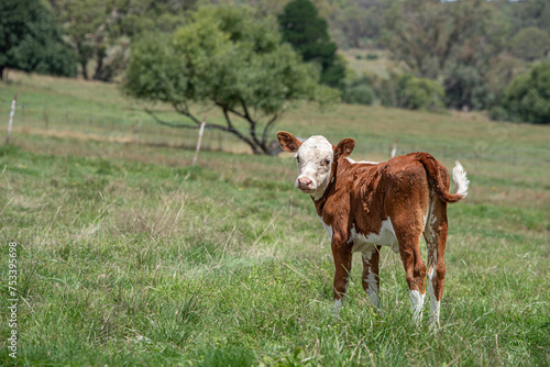 Red and white small calf standing on a green pasture 