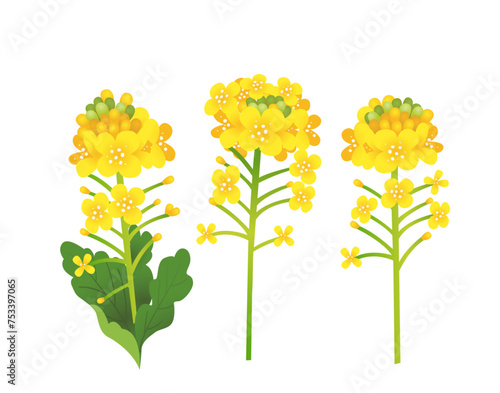 菜の花