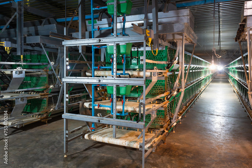 Automatic feeding and water in pullets farm.  Poultry Farm Cages.