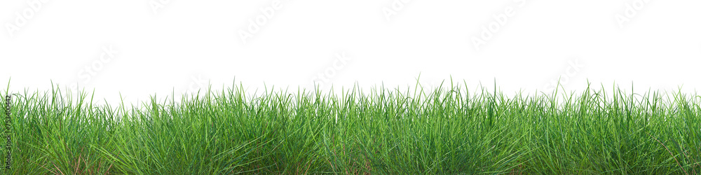 Fototapeta premium Realistic green grass isolated on trasparent background. 3d rendering