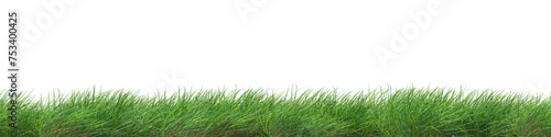 Realistic green grass isolated on trasparent background. 3d rendering