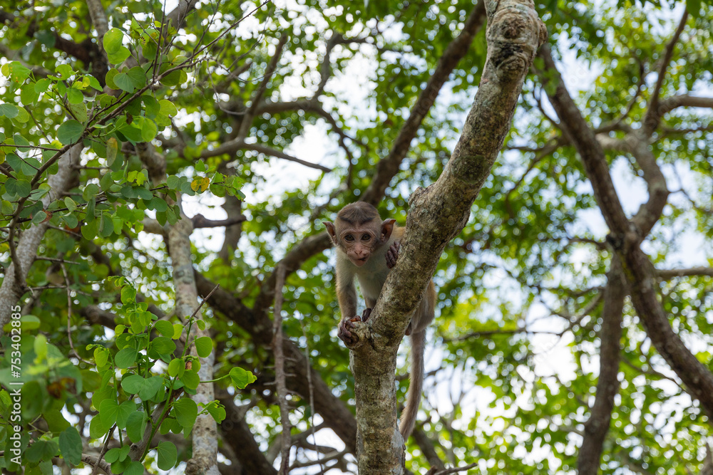 Baby macaque monkey sitting in tree at the Dambulla Temple in the Central Province of Sri Lanka Baby macaque monkey sitting in tree at the Dambulla Temple in the Central Province of Sri Lanka