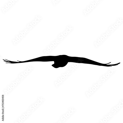 A soaring bird silhouette