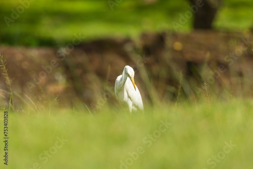 Close up shot of a white egret water bird seen in the gardens of the Sigiriya rock fortress in the Central Province of Sri Lanka
