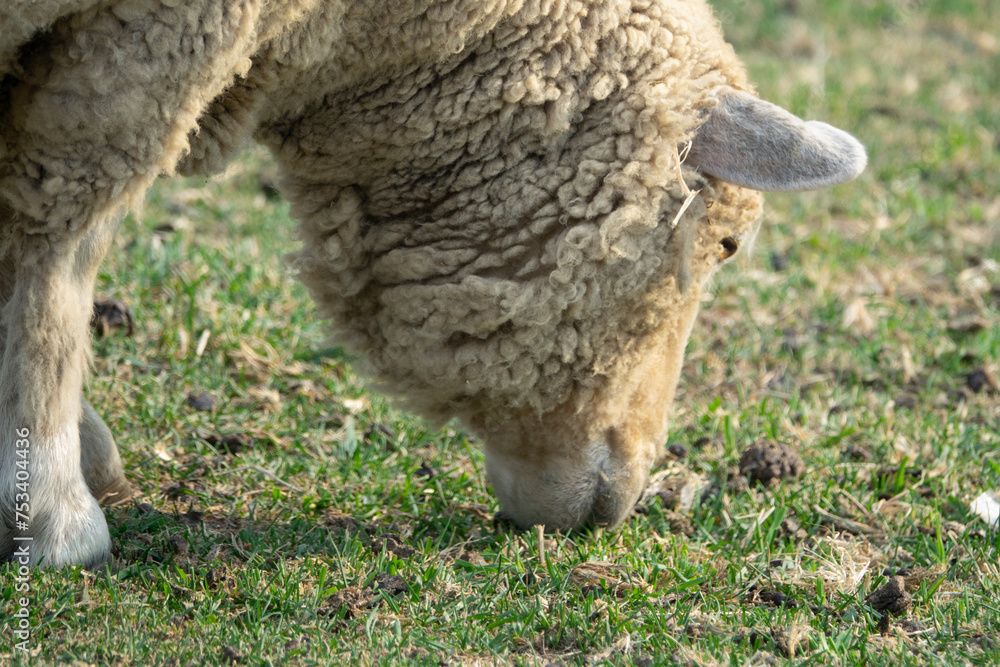 View of the grazing sheep in the pasture View of the grazing sheep in the pasture