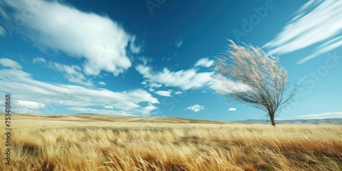 wheat field and sky wind blowing 