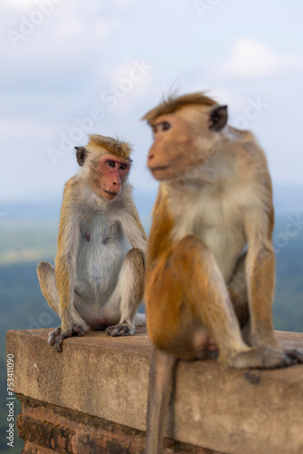 Macaque monkeys  old work monkey  seen at the top of the Sigiriya rock fortress in the Central Province of Sri Lanka