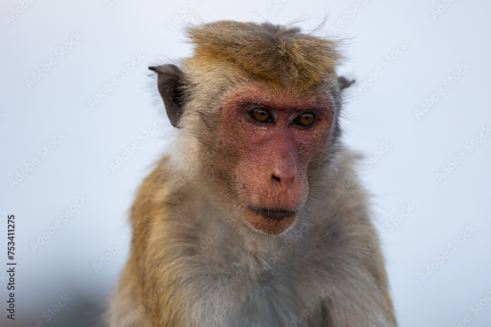 Close up face of a macaque monkeys (old work monkey) seen at the top of the Sigiriya rock fortress in the Central Province of Sri Lanka Close up face of a macaque monkeys (old work monkey) seen at the top of the Sigiriya rock fortress in the Central Province of Sri Lanka