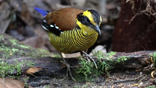 Nature wildlife footage of Borneo banded pitta (Hydrornis schwaneri) It is found only in Borneo photo