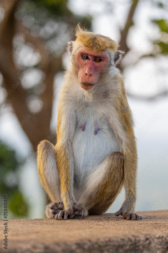 Macaque monkeys (old work monkey) seen at the top of the Sigiriya rock fortress in the Central Province of Sri Lanka Macaque monkeys (old work monkey) seen at the top of the Sigiriya rock fortress in the Central Province of Sri Lanka