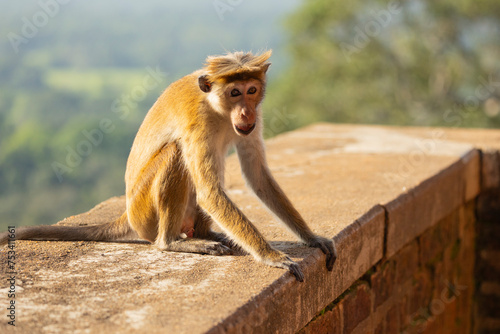 Macaque monkeys (old work monkey) seen at the top of the Sigiriya rock fortress in the Central Province of Sri Lanka © hyserb