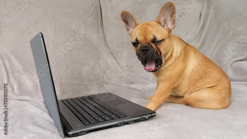 Puppy sits before laptop, watching screen with bored expression. Its attention wanders, reflecting disinterest in tedious online class.