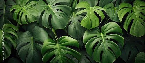 Monstera adansonii also known as the widow s perch plant is a type of flowering plant from the Araceae family found in South and Central America