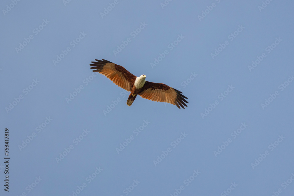 Brahminy kite bird of prey (red backed sea-eagle) seen in flight in the Dambulla region of the Central Province of Sri Lanka Brahminy kite bird of prey (red backed sea-eagle) seen in flight in the Dambulla region of the Central Province of Sri Lanka