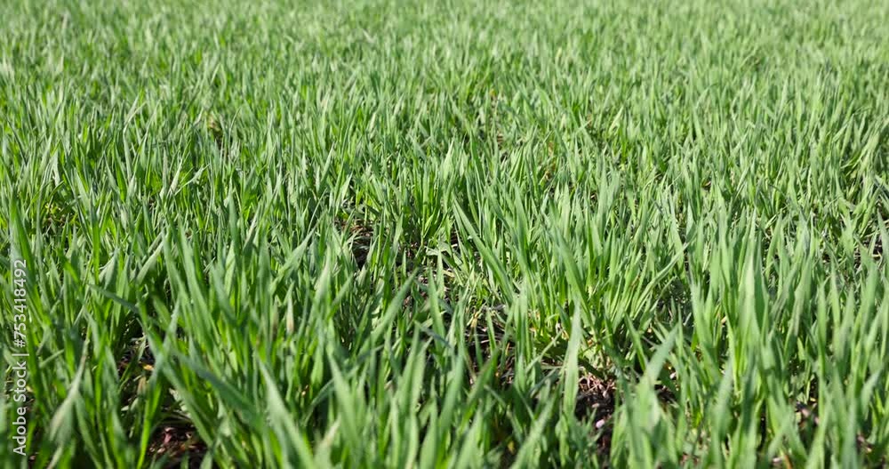 agricultural field with green wheat in the spring season, green young wheat in the spring season in sunny weather agricultural field with green wheat in the spring season, green young wheat in the spring season in sunny weather