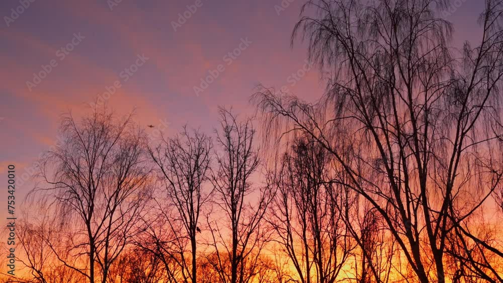Sunset or sunrise sky with tree top silhouette and flying birds, slow motion Sunset or sunrise sky with tree top silhouette and flying birds, slow motion