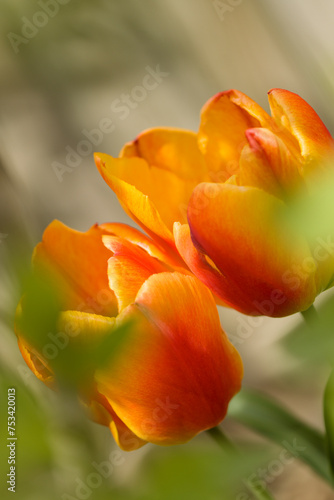 Red and Yellow Tulips Touching. Darwin tulipa hybrid