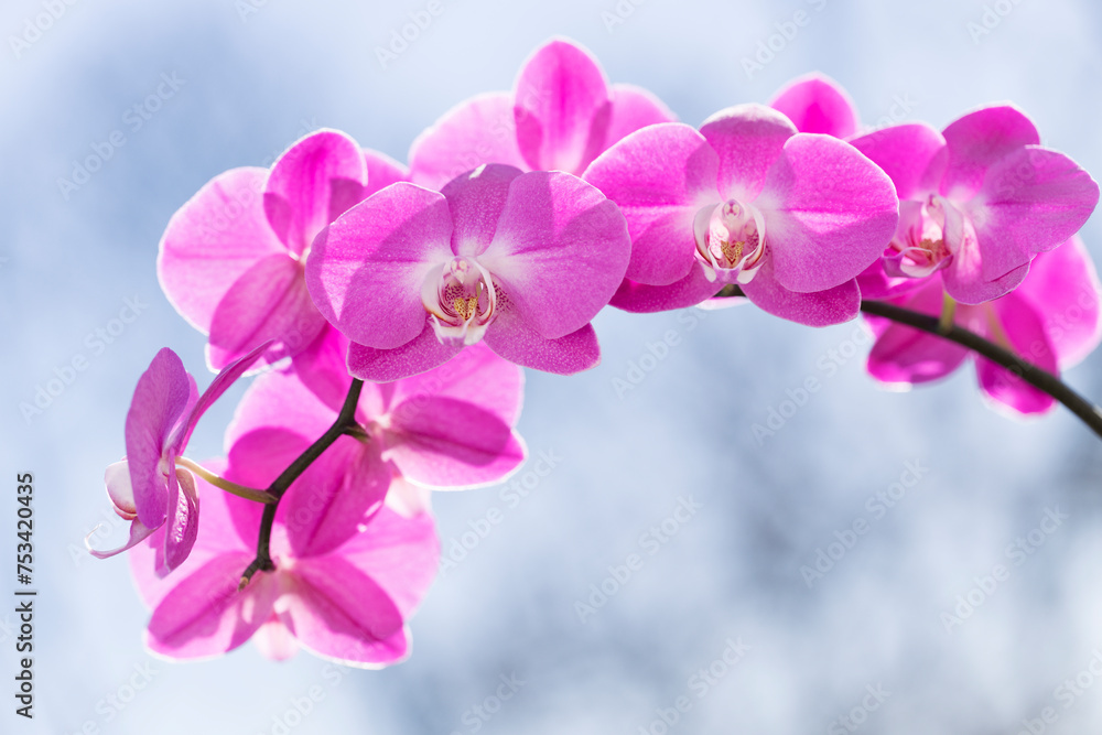 Vivid Pink Phalaenopsis Orchid Lady Fantasy Vivid Pink Phalaenopsis Orchid Lady Fantasy