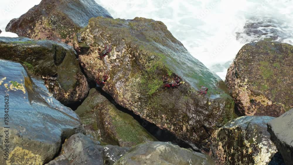 small crabs living on rocks at the seashore with splashing water from the sea, static slow motion small crabs living on rocks at the seashore with splashing water from the sea, static slow motion