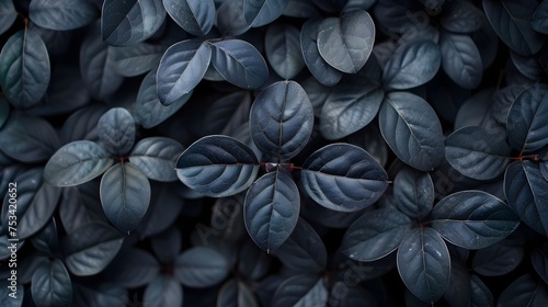 Close-Up of Dark Leaves in Navy and Gray Style