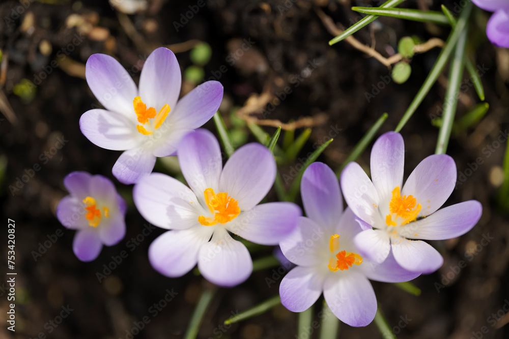 Crocus tommasinianus ‘Whitewell Purple' Crocus tommasinianus ‘Whitewell Purple'