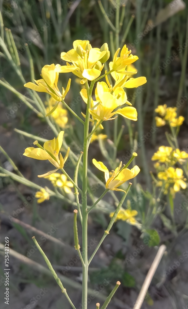 Obraz premium yellow flowers in the garden