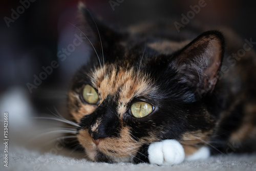 Cat laying on ground relaxing close face shot