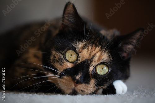 Cat laying on ground relaxing close face shot