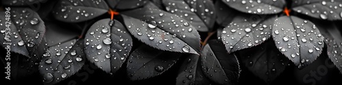 Black and White Leaves with Water Droplets, To provide a high-quality, artistic and detailed black and white image of autumn leaves with water