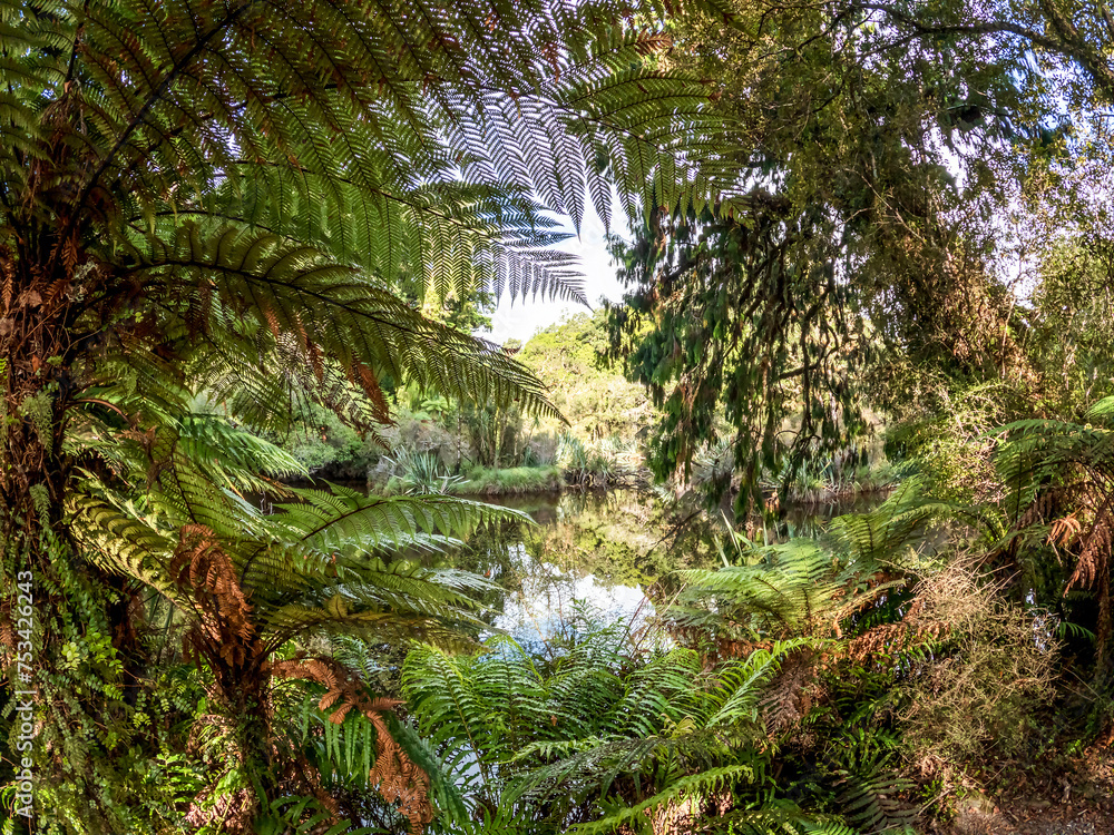 Ship Creek Scenic Landscape of Ancient Kahikatea Swamp Forest on the Swamp Forest Walk, West Coast, New Zealand Ship Creek Scenic Landscape of Ancient Kahikatea Swamp Forest on the Swamp Forest Walk, West Coast, New Zealand